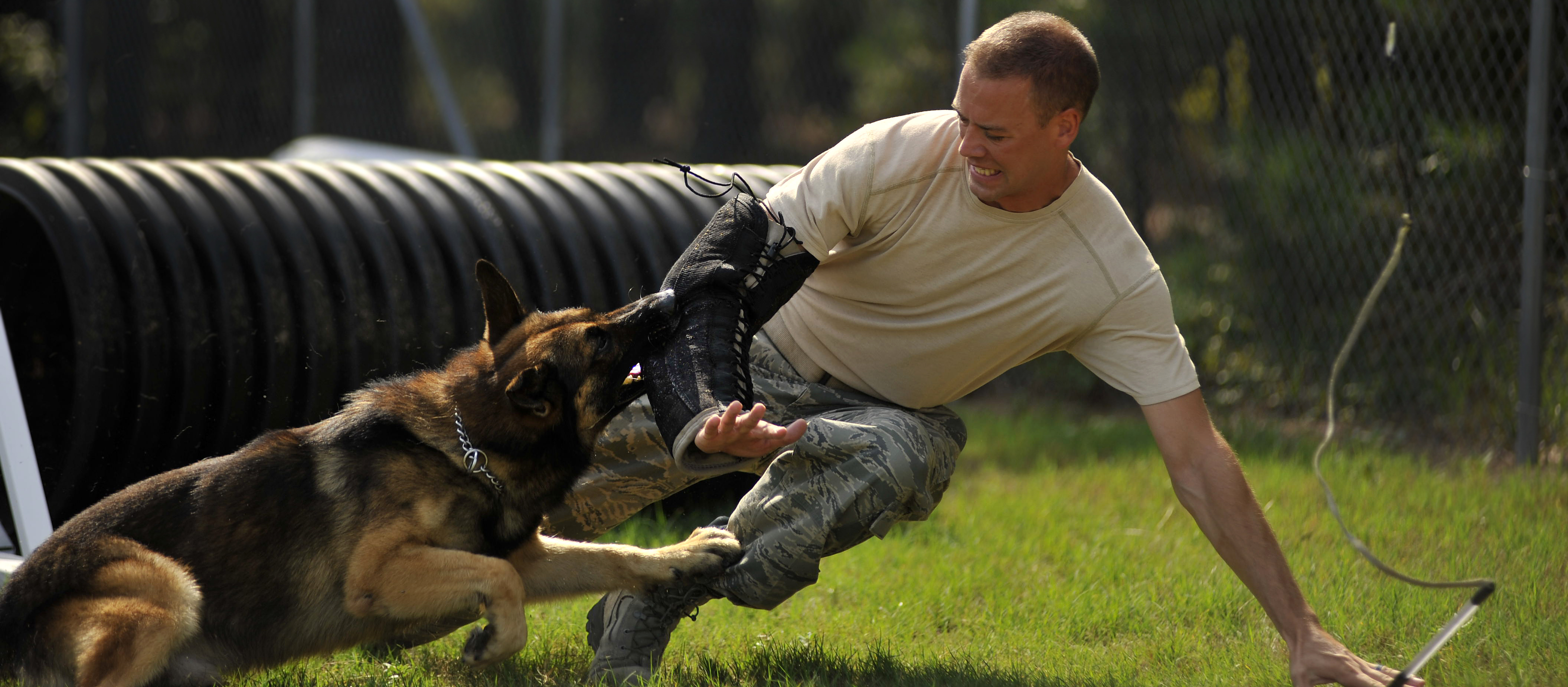 prepper dog training