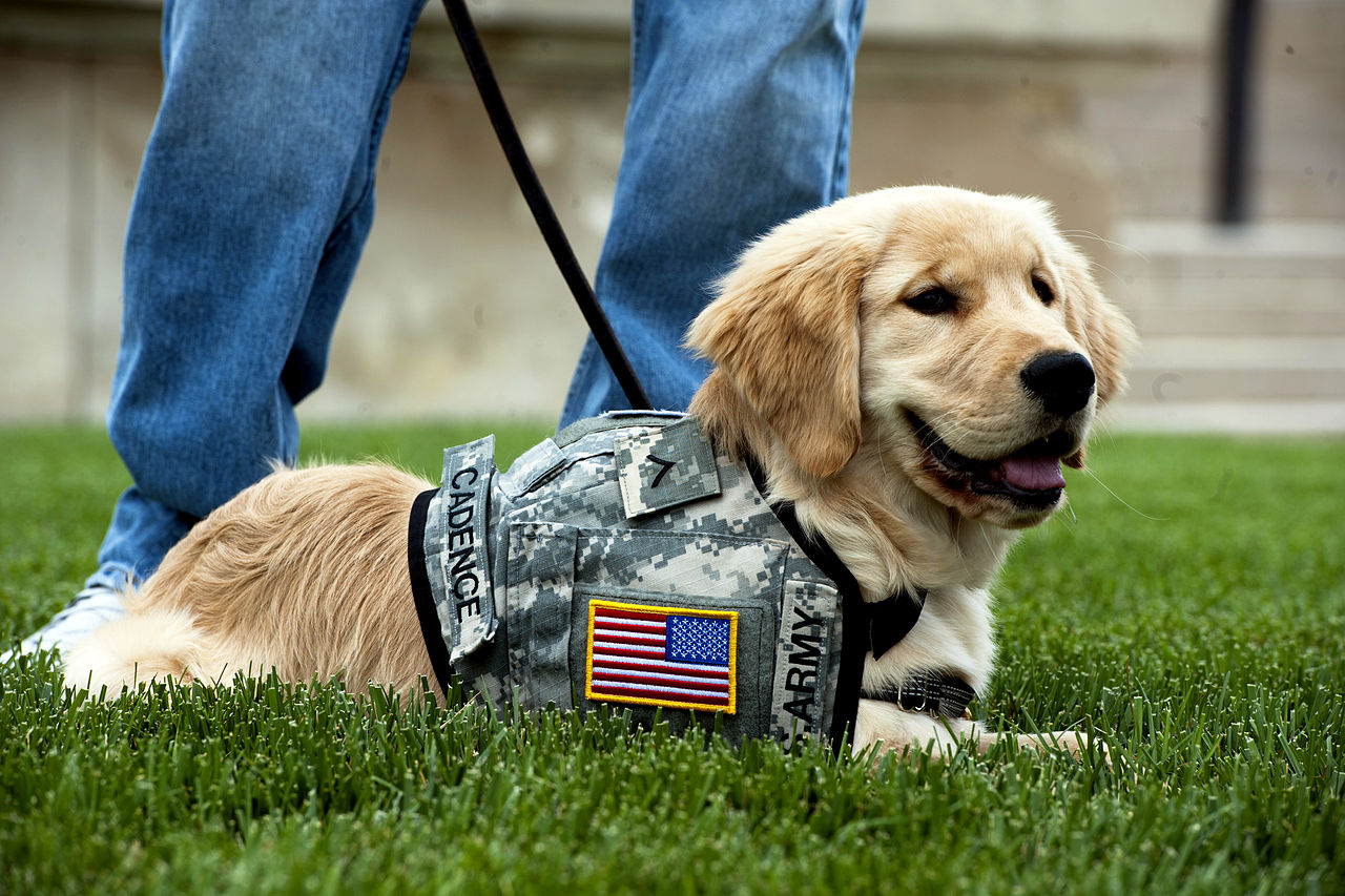 prepper dog training