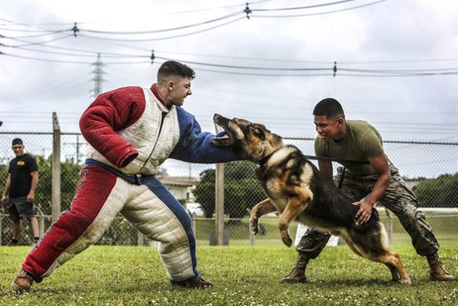 prepper dog training