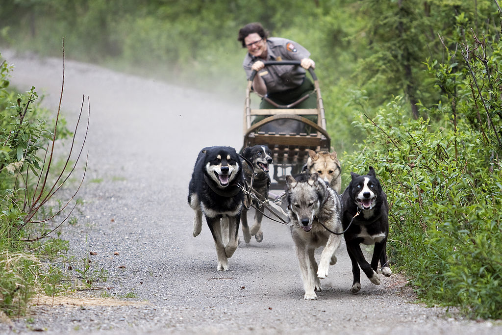 prepper dog training