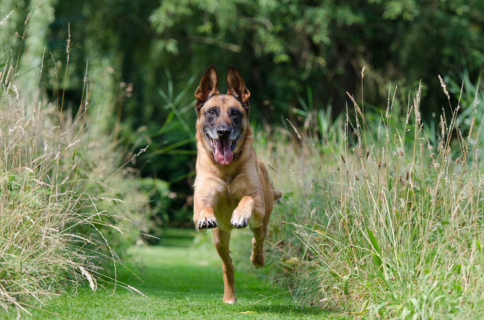 prepper dog training