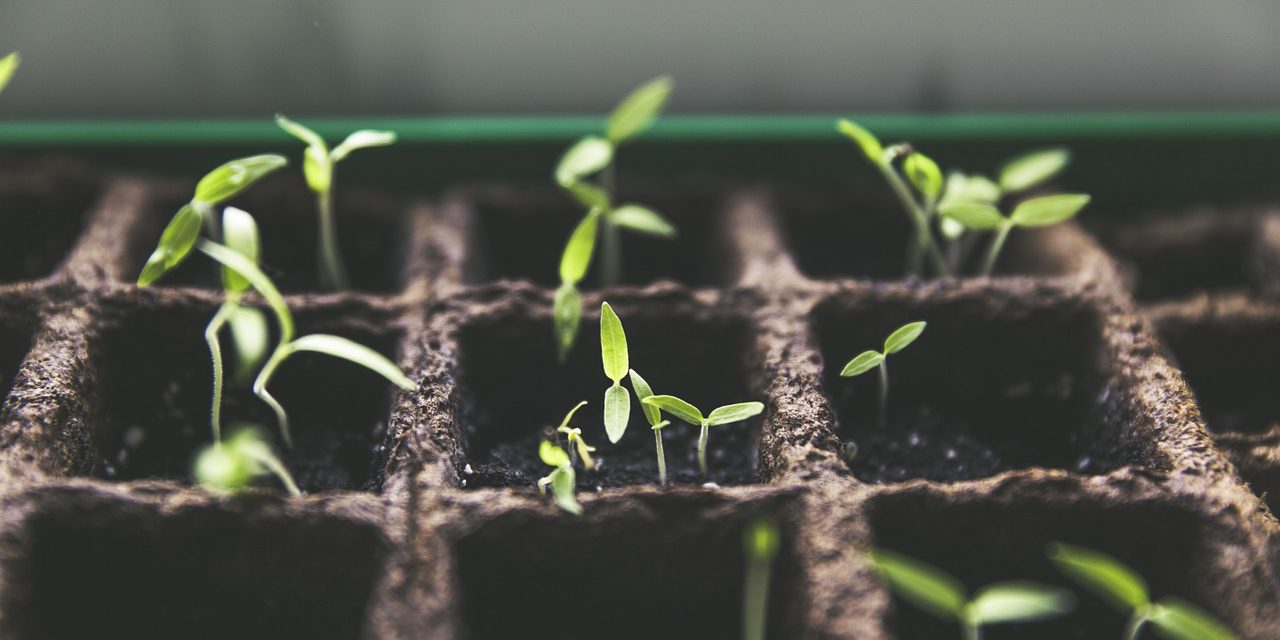 The most simple and profitable fruits and vegetables to cultivate