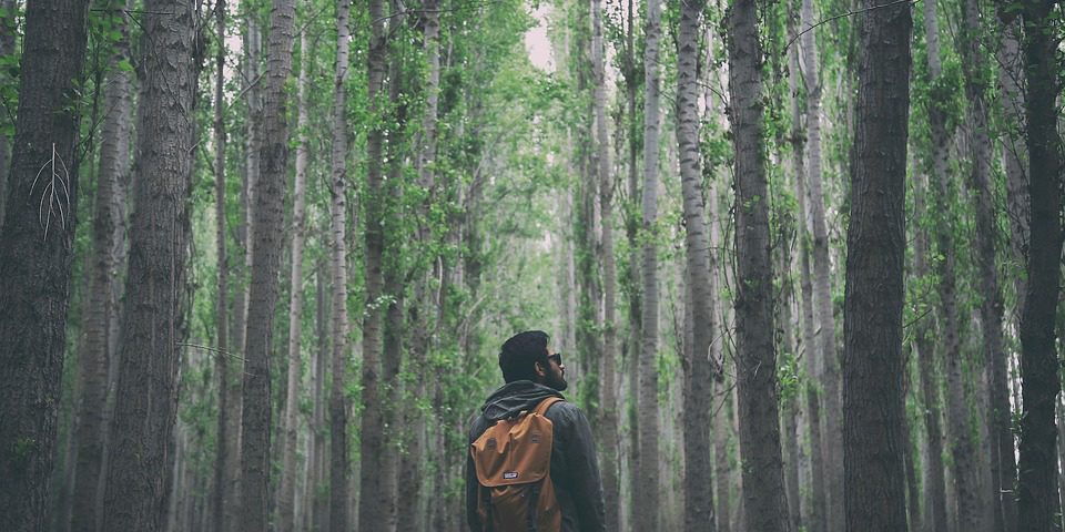 What To Do When Lost In The Woods