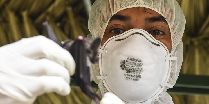 survive a pandemic