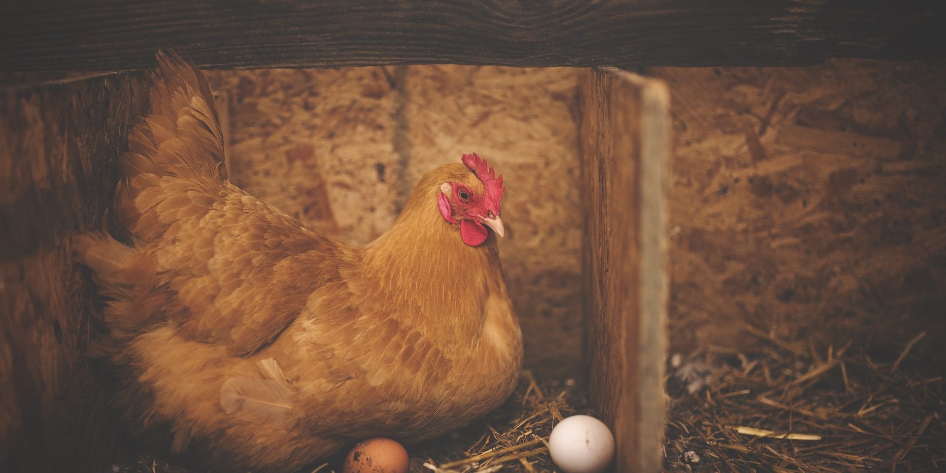 How to preserve eggs without electricity