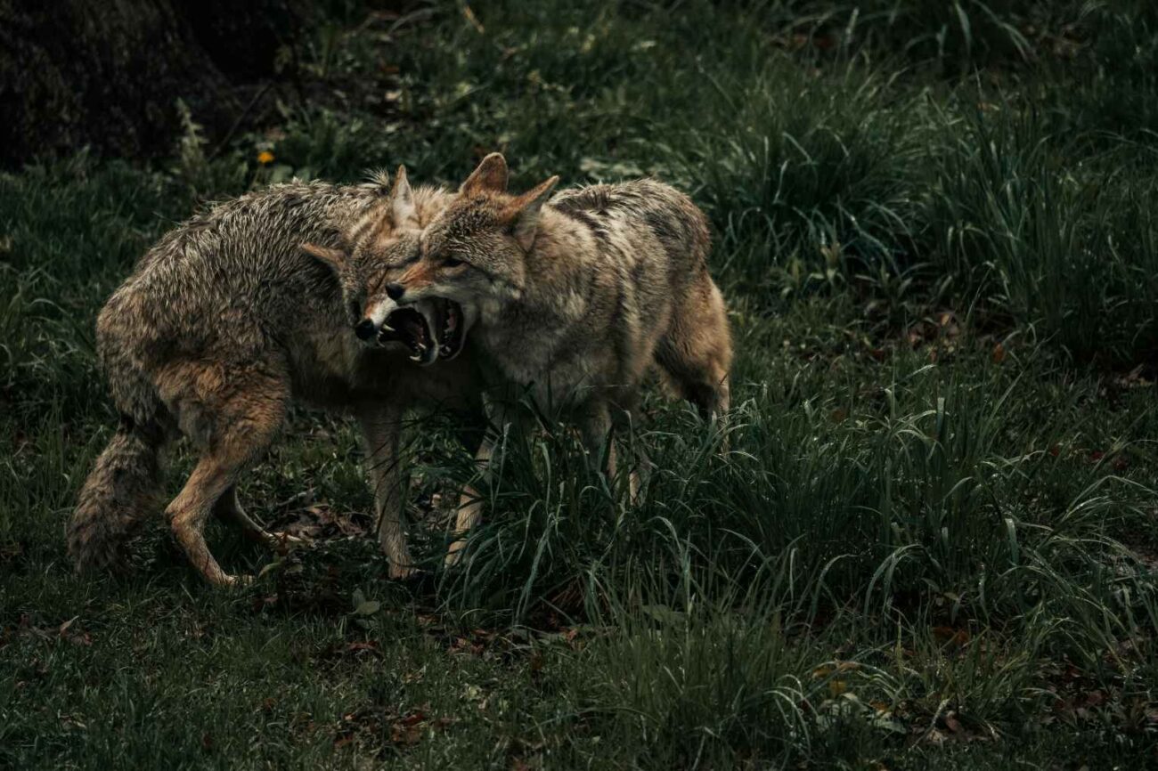How To Get Rid Of Coyotes On Your Land