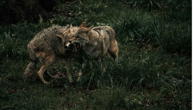 How To Get Rid Of Coyotes On Your Land